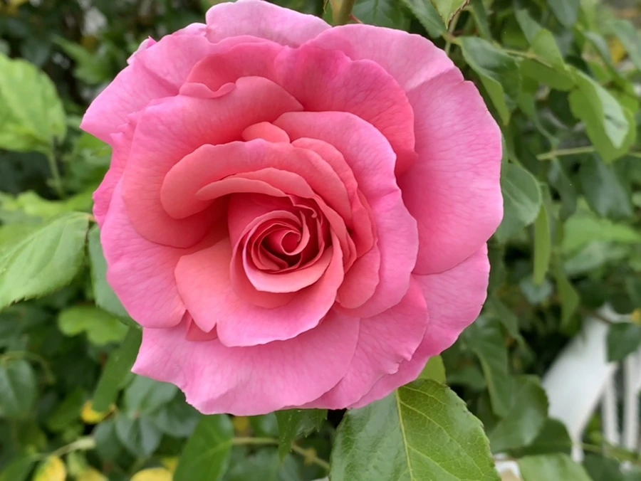 IMG_4866.jpg?type=w966