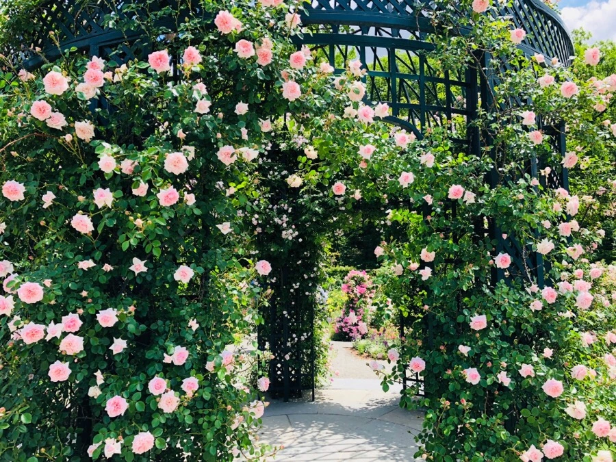 IMG_7176.jpg?type=w966