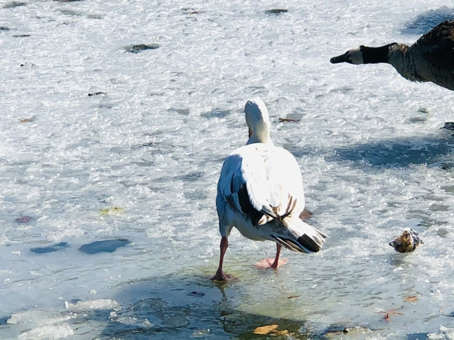 IMG_5427.jpg?type=w966