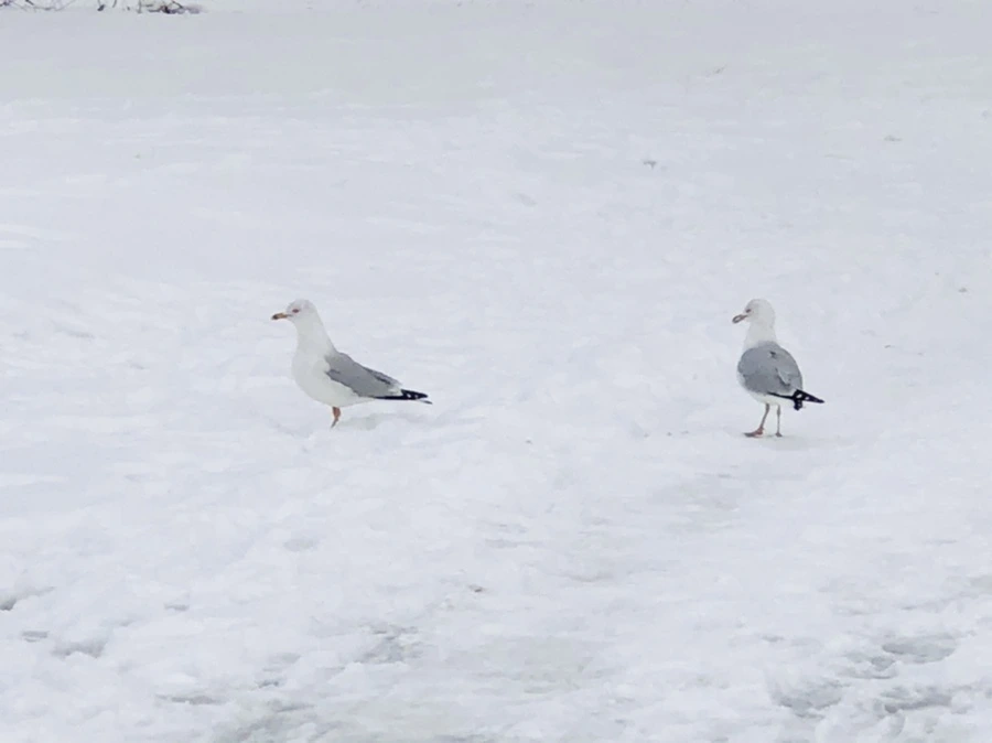 IMG_3844.jpg?type=w966