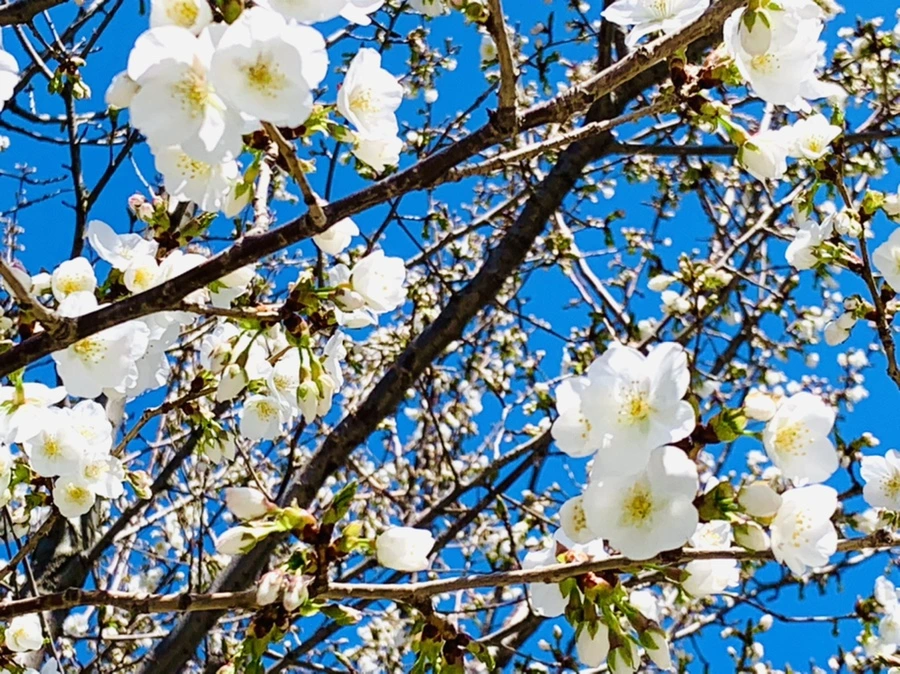 IMG_8112.jpg?type=w966