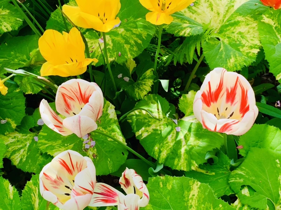 IMG_6872.jpg?type=w966