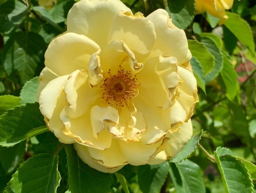 IMG_5839.jpg?type=w966