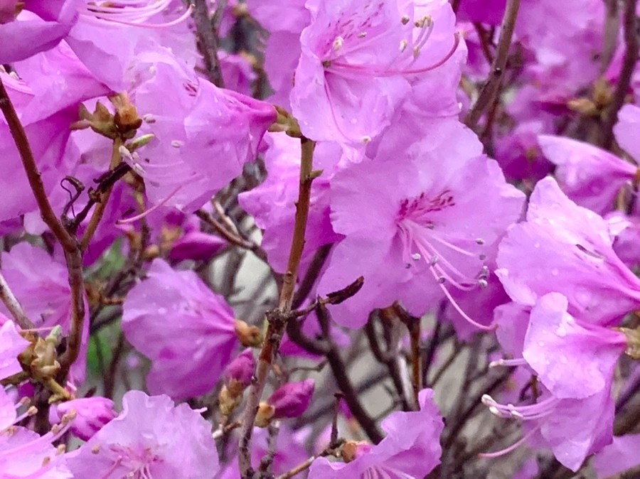 IMG_6168.jpg?type=w966