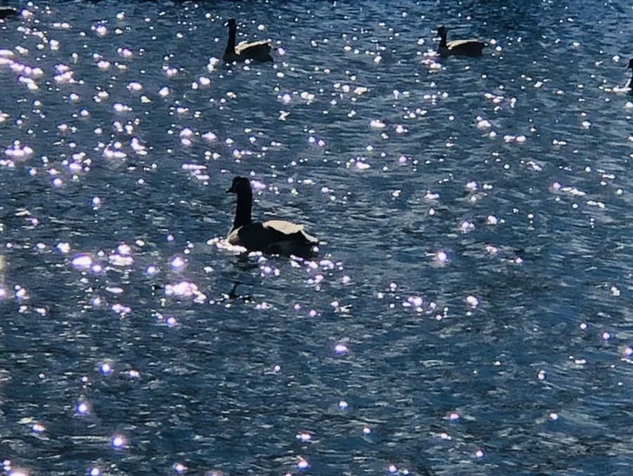 IMG_9199.jpg?type=w966