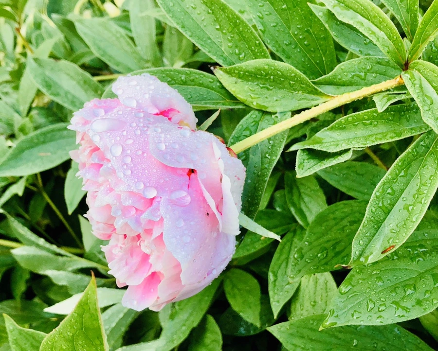 IMG_8059.jpg?type=w966