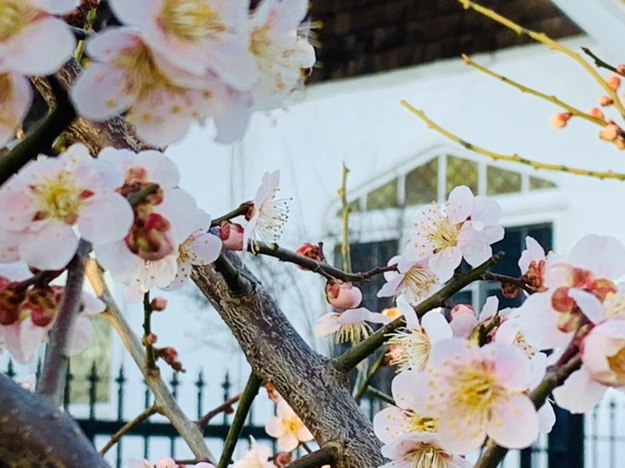 IMG_0935.jpg?type=w966