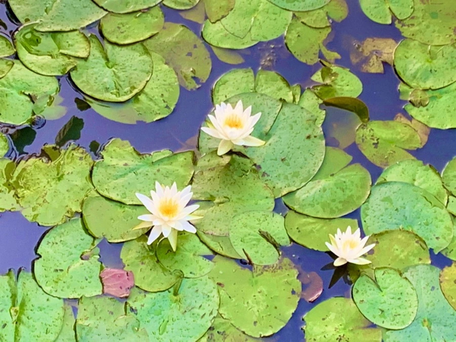 IMG_0779.jpg?type=w966