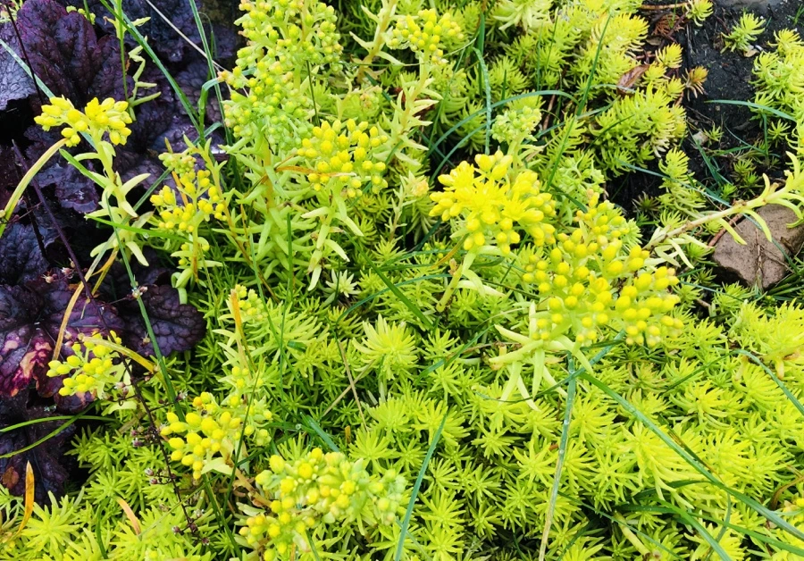 IMG_8253.jpg?type=w966