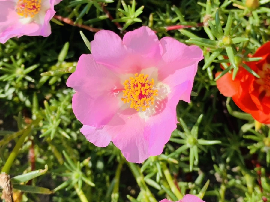 IMG_6728.jpg?type=w966