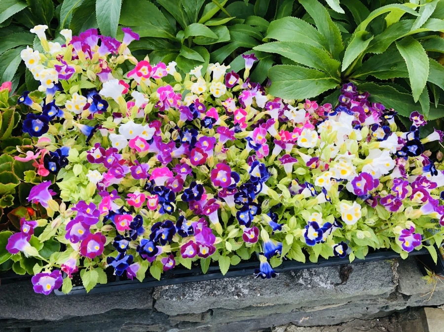 IMG_8915.jpg?type=w966