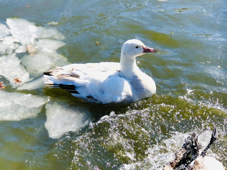 IMG_5299.jpg?type=w966