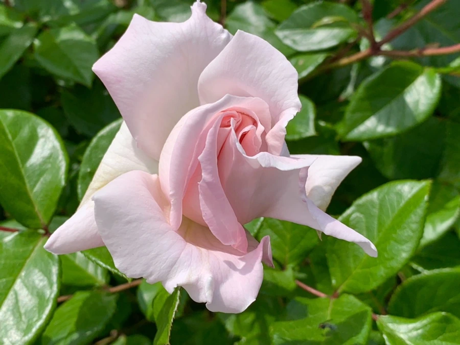 IMG_5728.jpg?type=w966