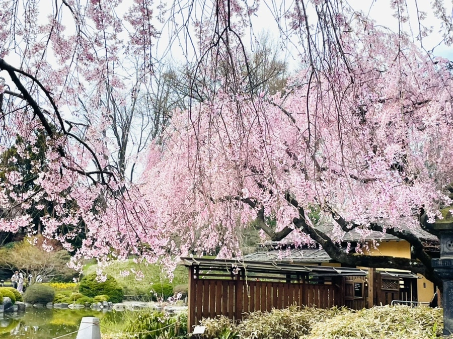 IMG_0422.jpg?type=w966