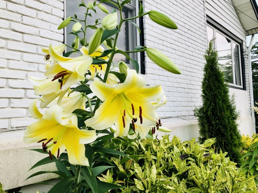 IMG_1747.jpg?type=w966