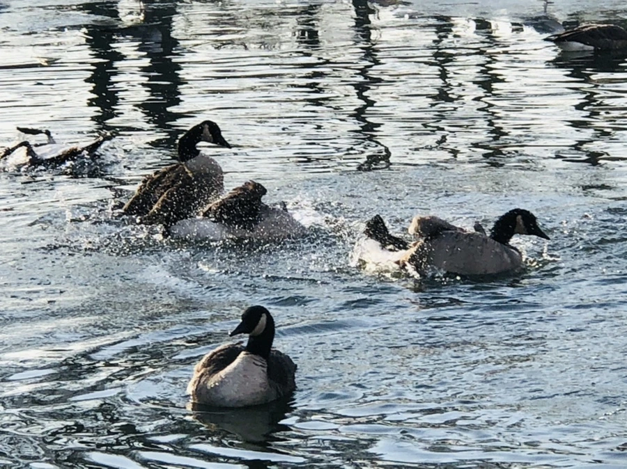 IMG_2808.jpg?type=w966