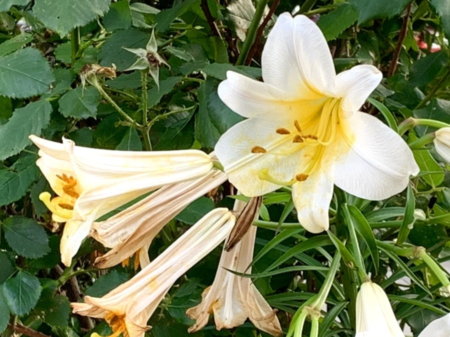 IMG_5964.jpg?type=w966