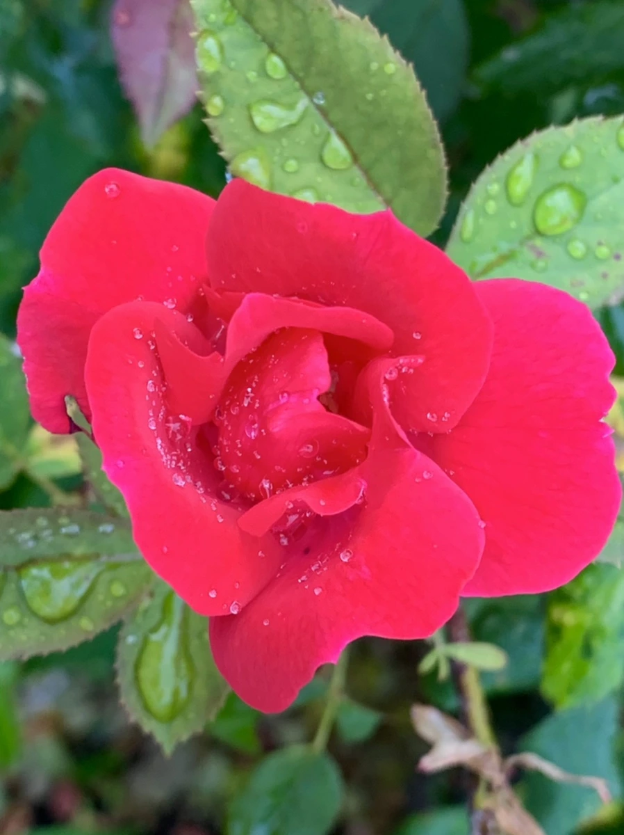 IMG_3498.jpg?type=w966