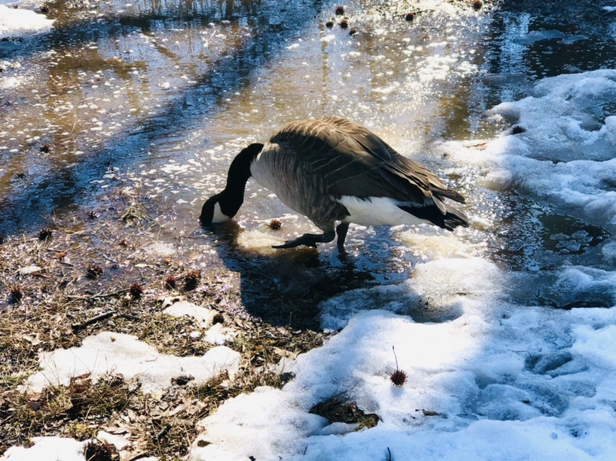 IMG_4536.jpg?type=w966