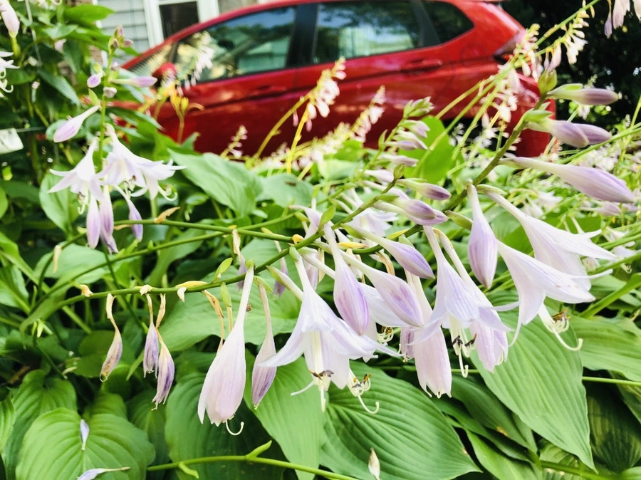 IMG_1865.jpg?type=w966