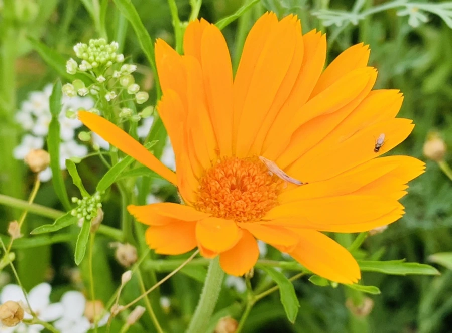 IMG_7240.jpg?type=w966