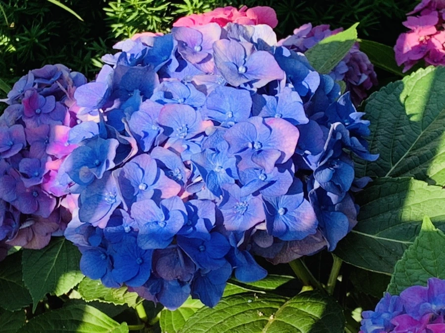 IMG_0939.jpg?type=w966