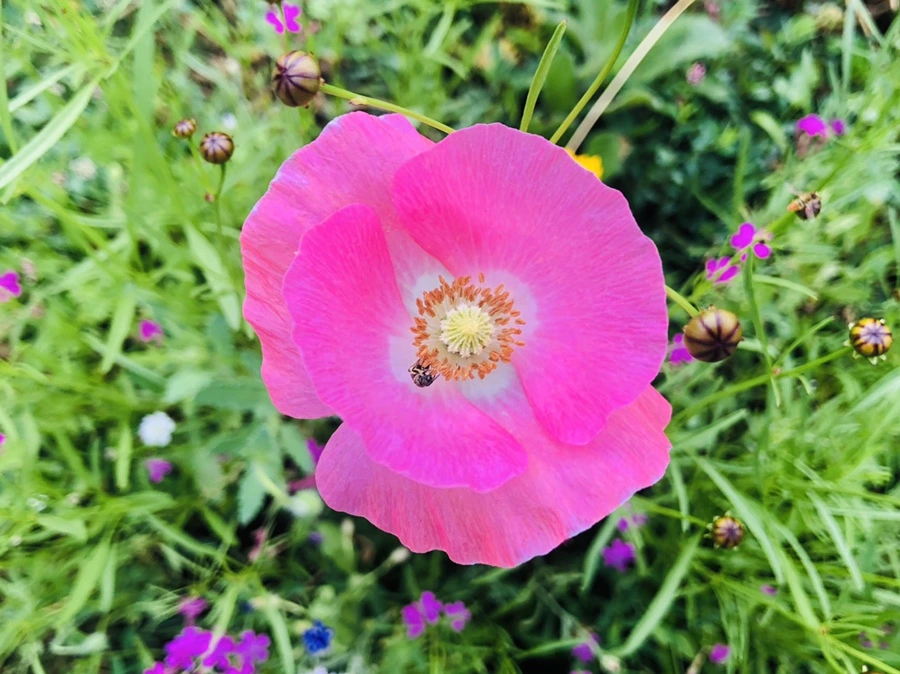 IMG_0948.jpg?type=w966