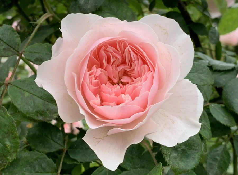 IMG_6050.jpg?type=w966