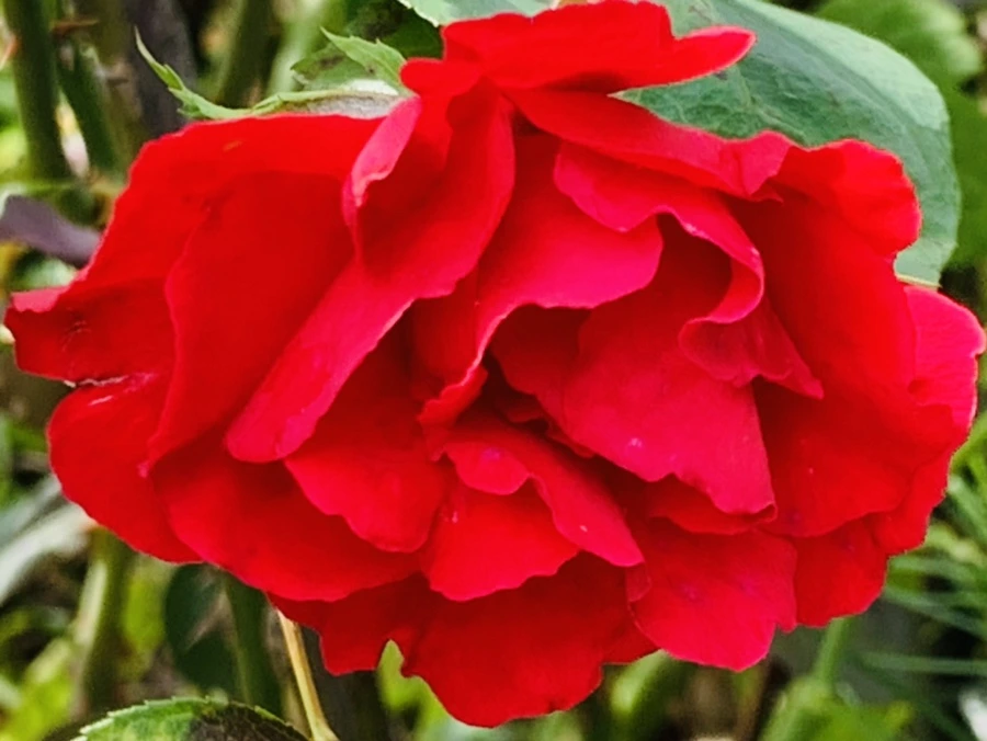 IMG_0477.jpg?type=w966