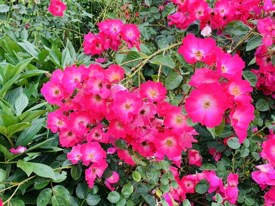 IMG_2920.jpg?type=w966