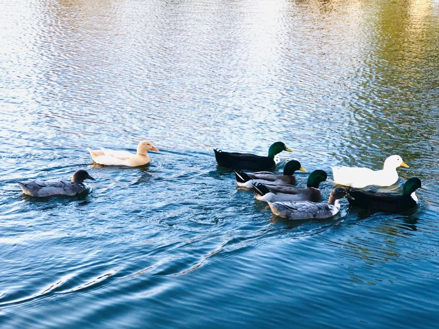 IMG_5951.jpg?type=w966