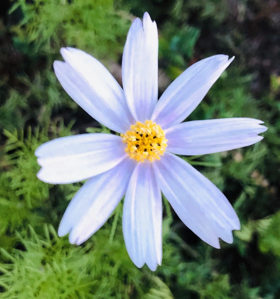 IMG_8786.jpg?type=w966