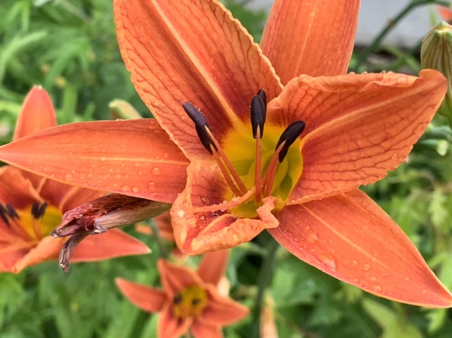 IMG_3597.jpg?type=w966