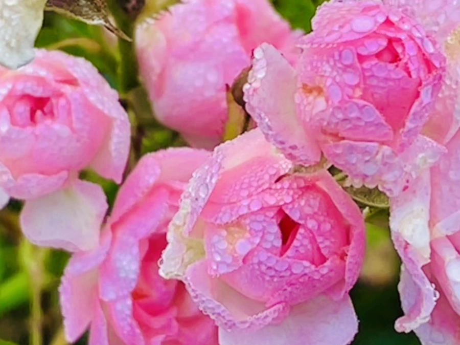 IMG_0970.jpg?type=w966