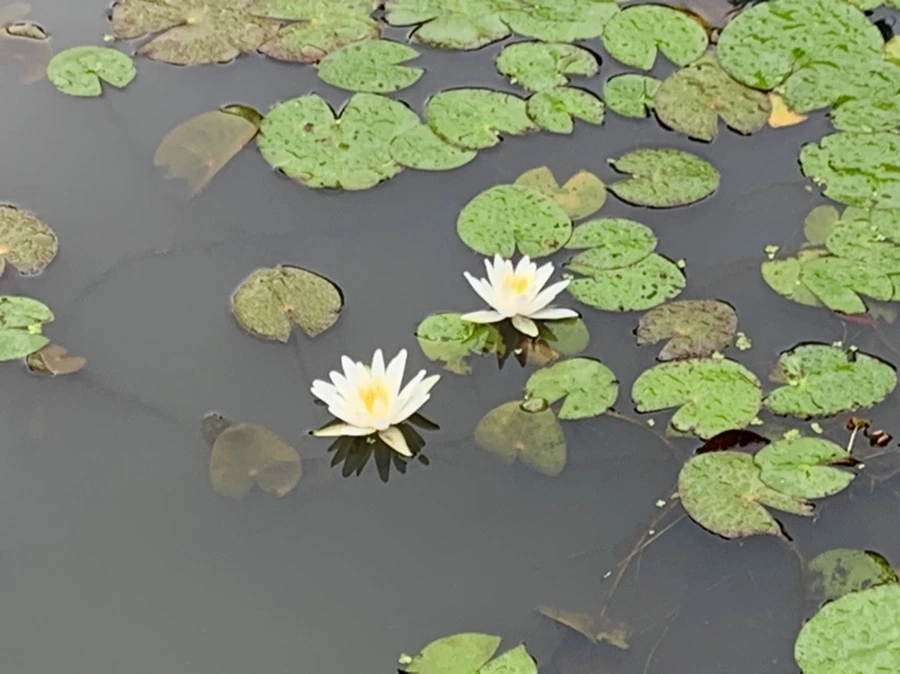 IMG_4853.jpg?type=w966