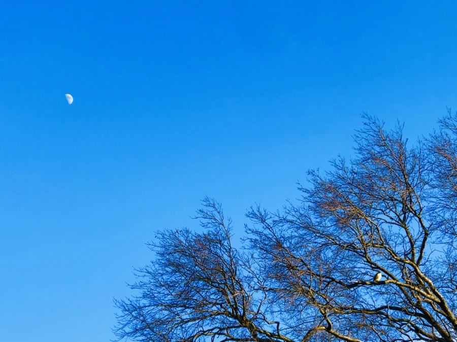 IMG_4832.jpg?type=w966