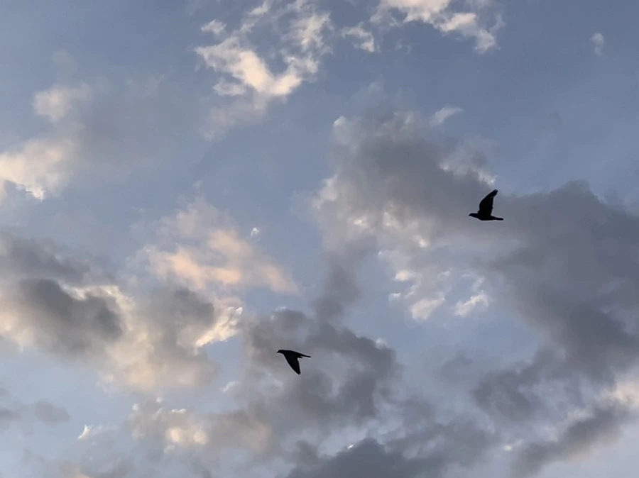 IMG_1738.jpg?type=w966