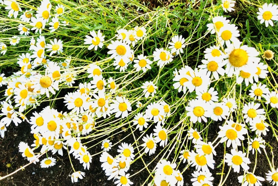 IMG_8305.jpg?type=w966