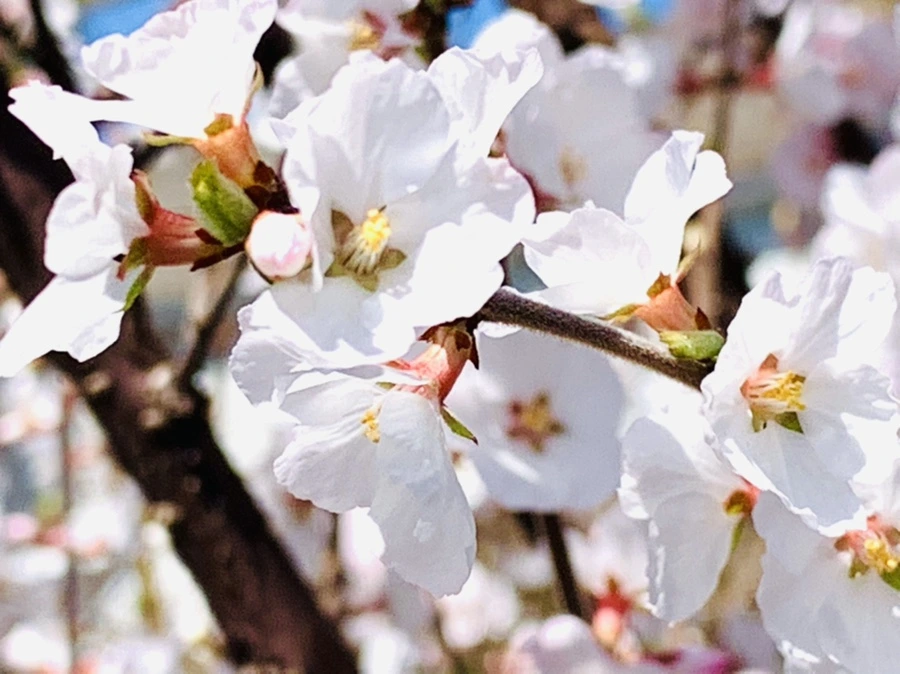 IMG_8045.jpg?type=w966