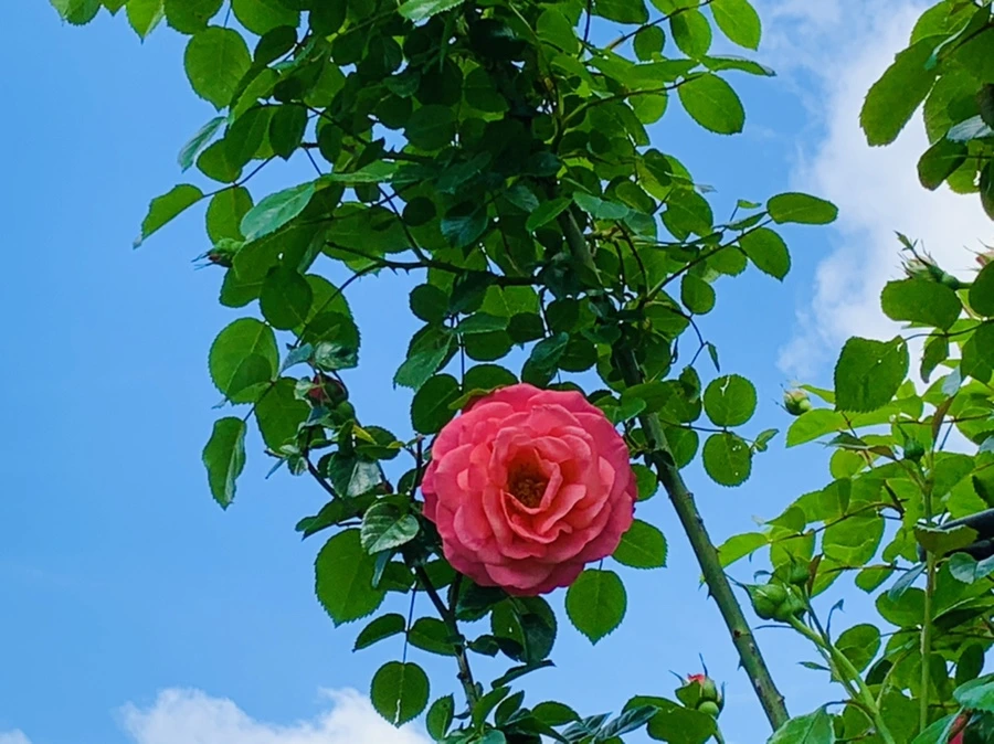 IMG_5767.jpg?type=w966