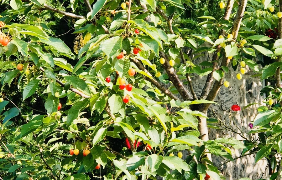 IMG_8276.jpg?type=w966