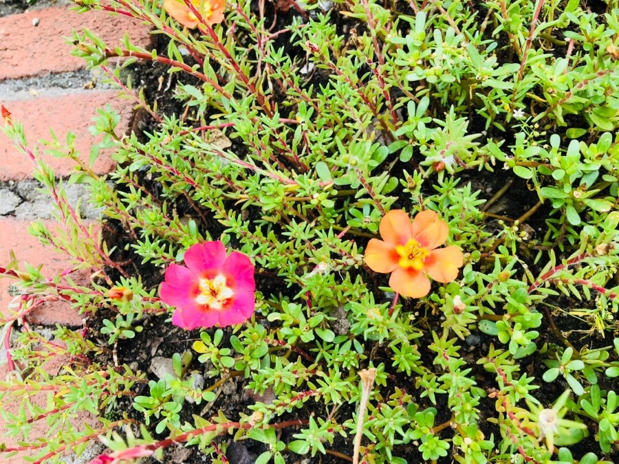 IMG_1903.jpg?type=w966