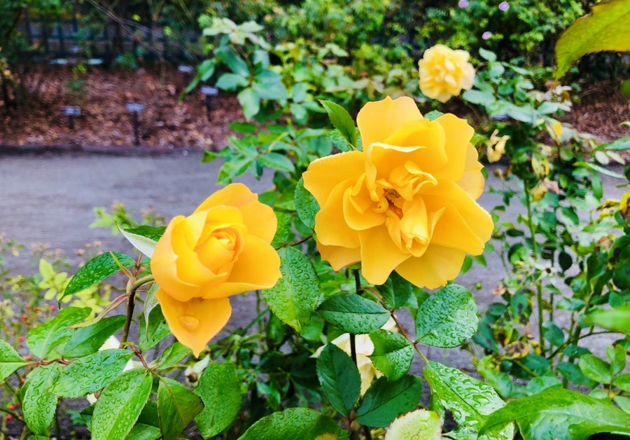 IMG_2240.jpg?type=w966