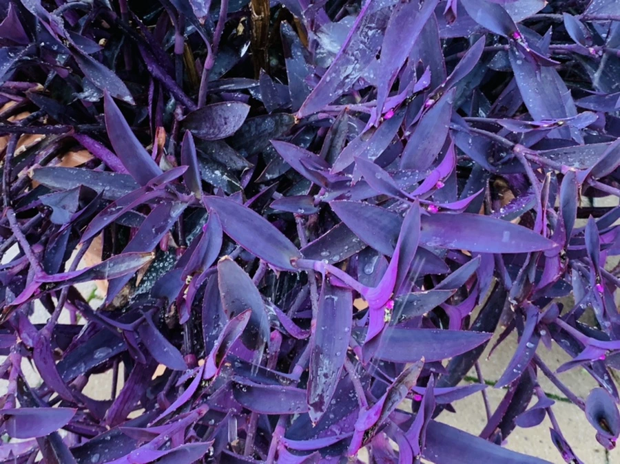 IMG_8815.jpg?type=w966