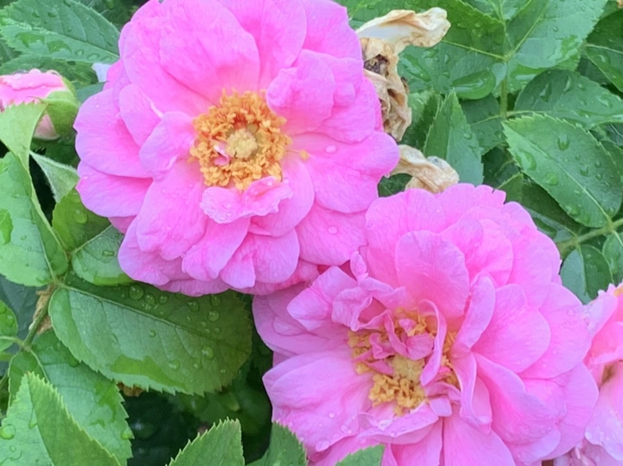 IMG_0920.jpg?type=w966