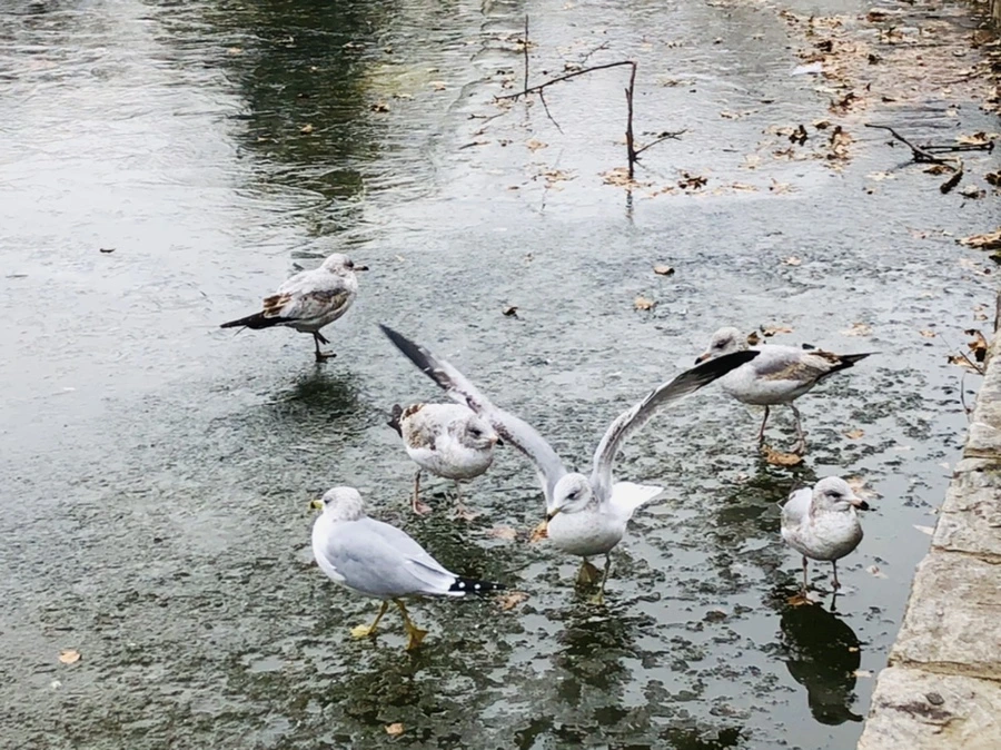 IMG_8513.jpg?type=w966