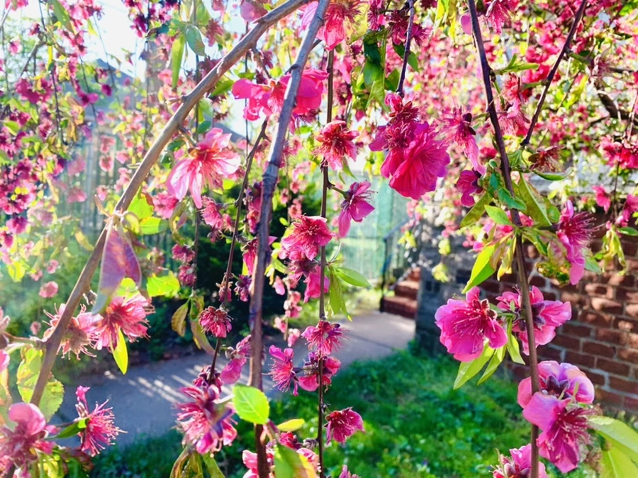 IMG_0370.jpg?type=w966