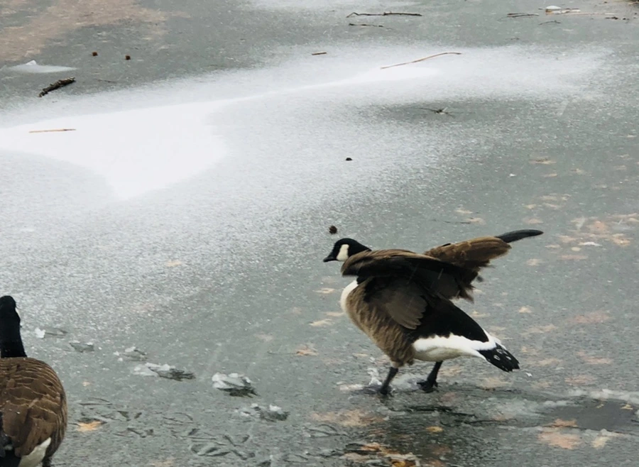 IMG_6018.jpg?type=w966