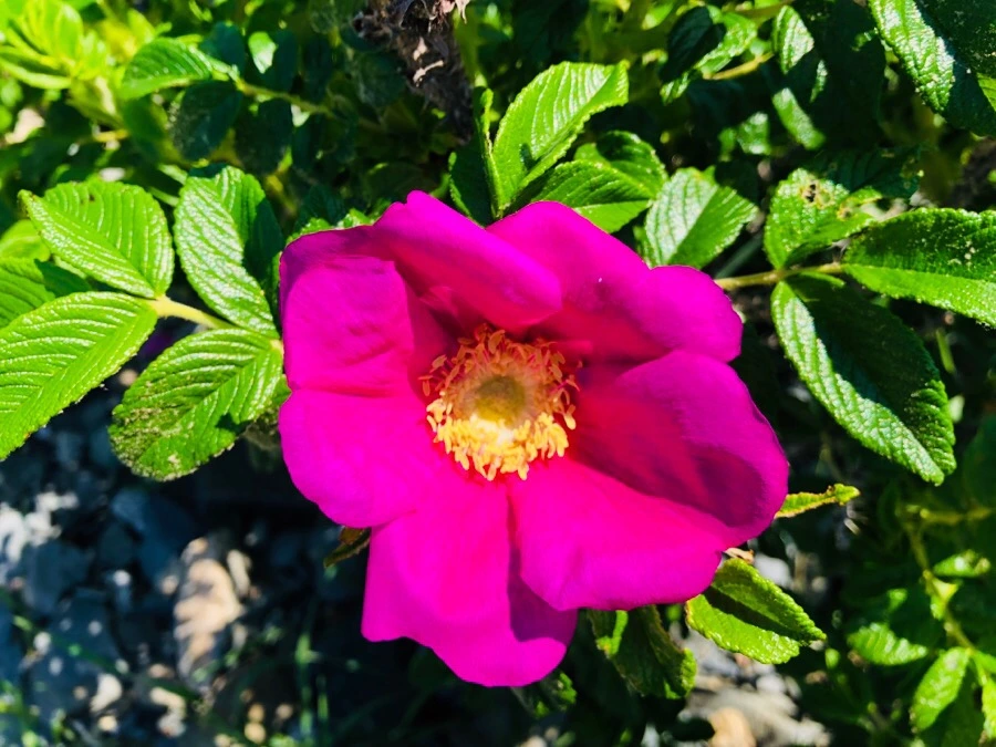 IMG_6697.jpg?type=w966