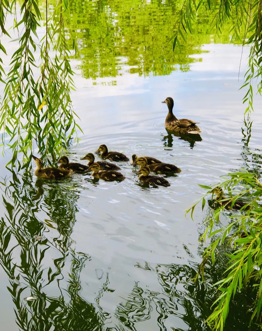 IMG_3152.jpg?type=w966